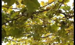 葡萄种植技术与管理视频教程,葡萄种植技术与管理视频教程精华概述